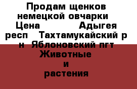 Продам щенков немецкой овчарки › Цена ­ 5 000 - Адыгея респ., Тахтамукайский р-н, Яблоновский пгт Животные и растения » Собаки   